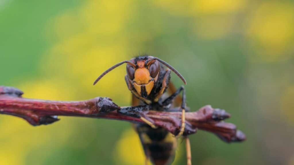 They live near you: these 8 animals are the most dangerous in France