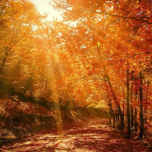 Fall