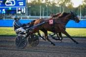 The photo of Katouchka arrived pmu prix of Guericke in Paris Vincennes