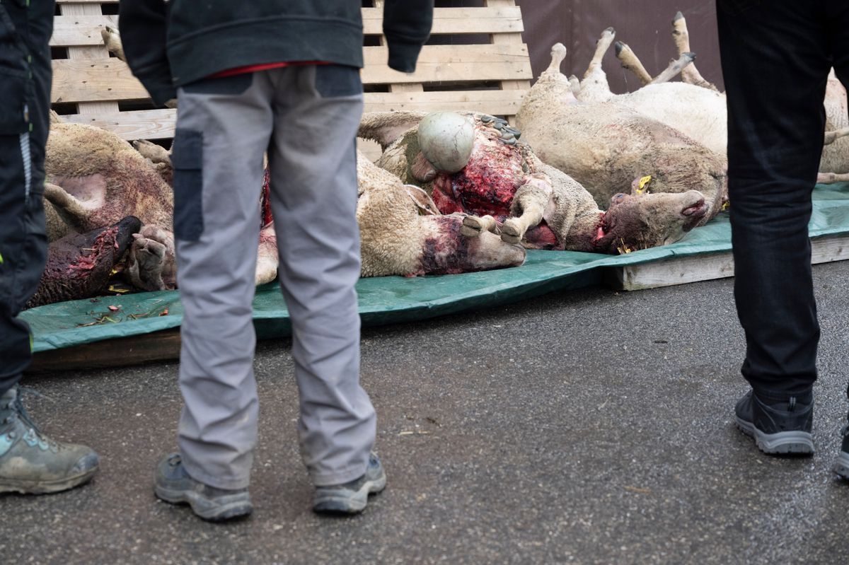 Ten dead sheep lying on the ground in Valeyres-sous-Rances after a likely attack of wolf, with two people standing nearby. © Florian Cella / Tamedia Ten dead sheep lying on the ground in Valeyres-sous-Rances after a likely attack of wolf, with two people standing nearby. © Florian Cella / Tamedia