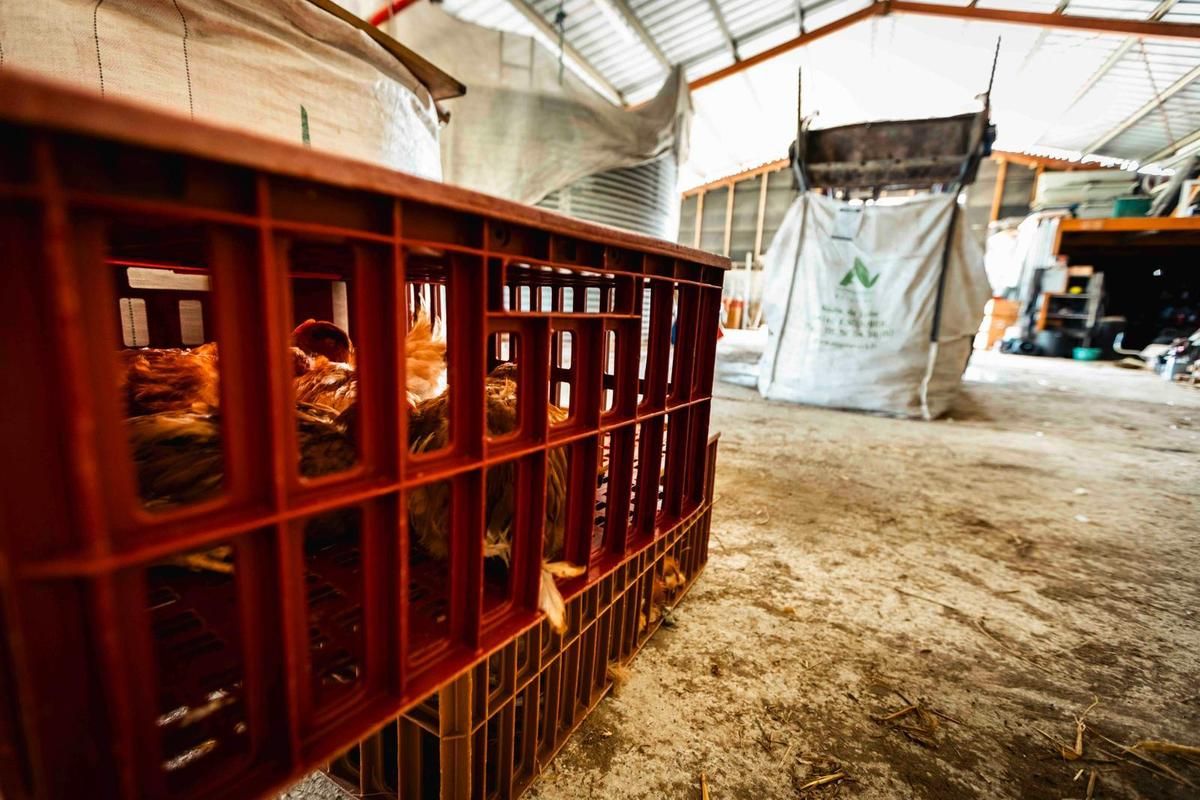 In the Big Bag, pile up the corpses of poultry killed by hail. The injured chickens were sheltered in boxes.
