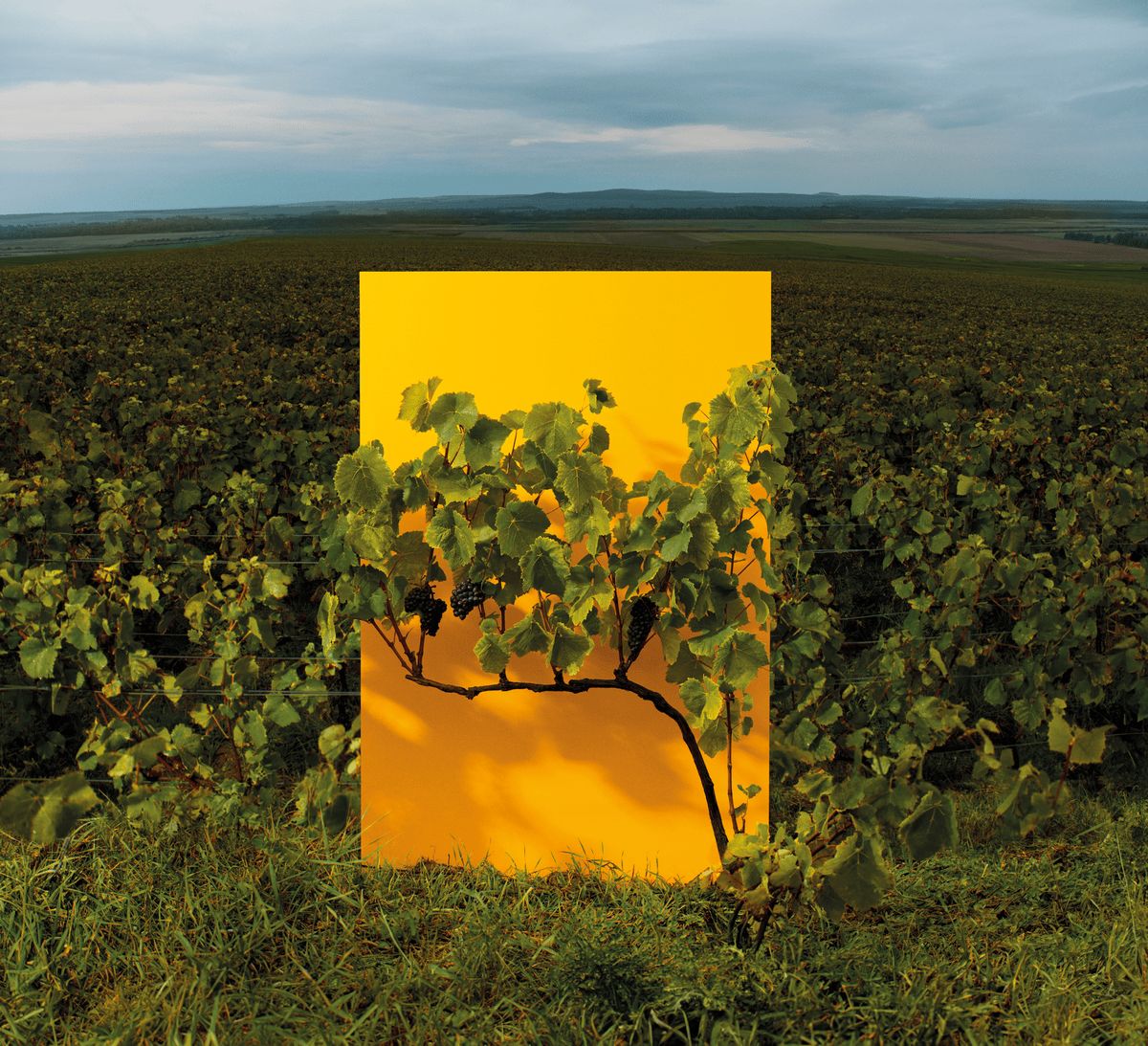 A vineyard with a bright yellow canvas highlighting a vine with grapes under a cloudy sky. A vineyard with a bright yellow canvas highlighting a vine with grapes under a cloudy sky.