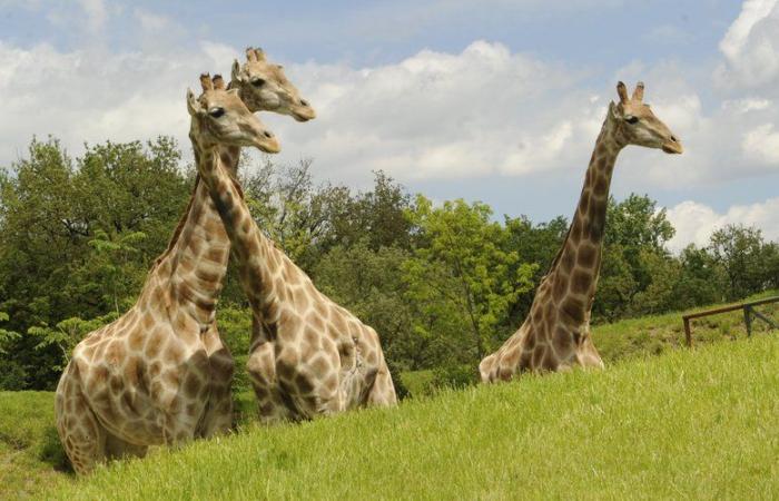 Zoos in the viewfinder of Donald Trump: the American president wants to “clean” animal parks deemed too “wokes”