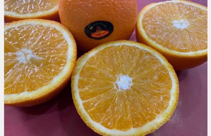 “World markets have no choice but to accept higher prices for citrus”