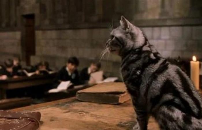 5 things on Minerva McGonagall that only readers know