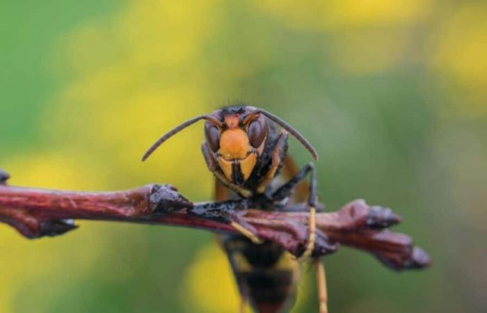 They live near you: these 8 animals are the most dangerous in France