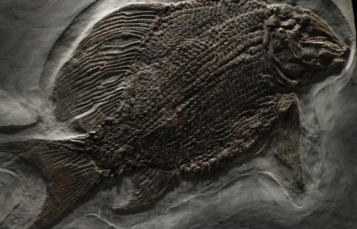 Why some animals fossilize and others not – rts.ch