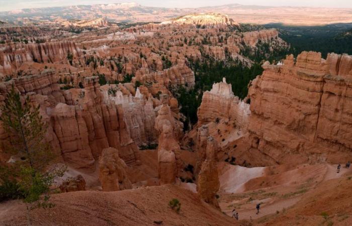 A cat survives a fall of 115 meters high, its owners found dead