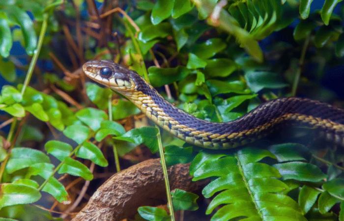 They live near you: these 8 animals are the most dangerous in France