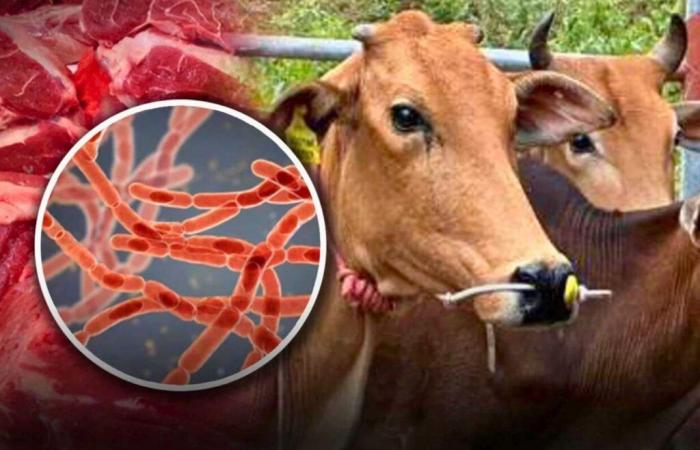 A death linked to meat contaminated by anthrax