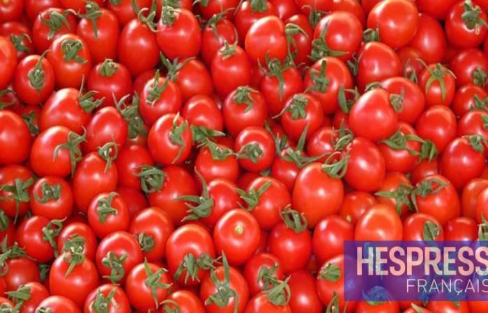 Morocco broke a tomato export record to Norway