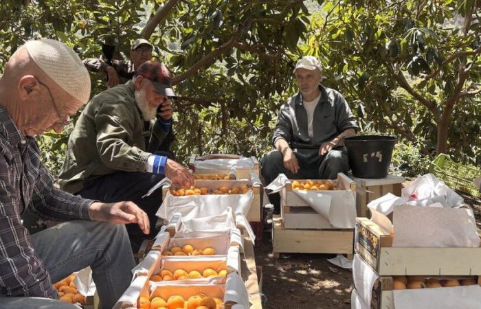 The harvesting of the nights promises to be generous in Berkane