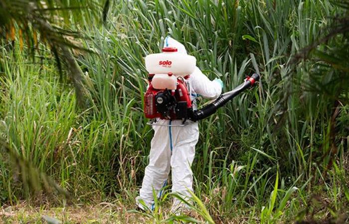 Mayotte: 89 cases of chikungunya now identified in the department – linfo.re
