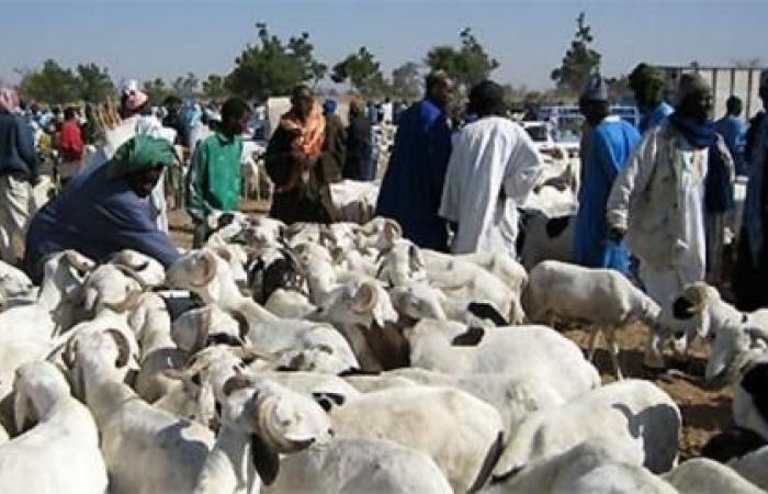 Senegal is looking for 250,000 sheep, mainly in Mali