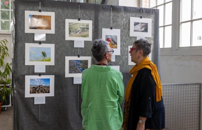 Le Creusot: The spring of the photo flourishes in the heritage hall
