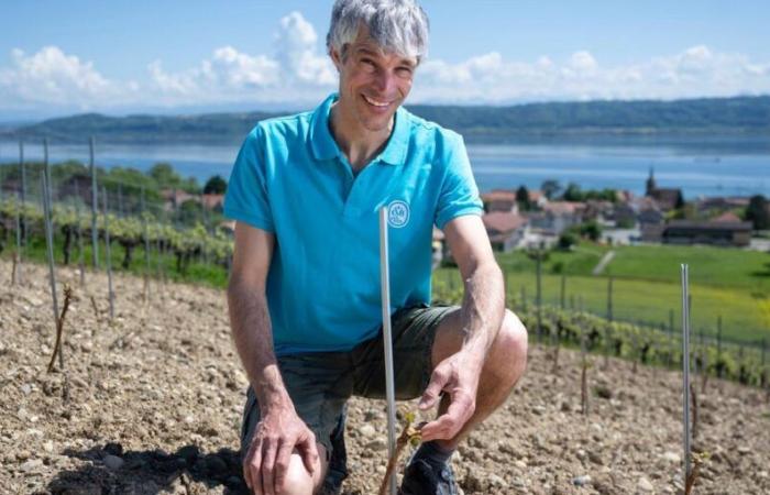 Nurserymen-Viticulturalists: they shape the Swiss vineyard