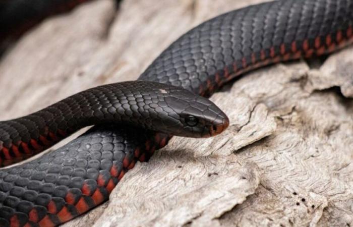An American who injected himself with the snake venom at the origin of a universal antivenin project: News