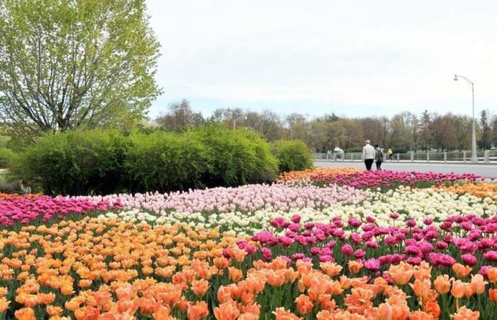 What to do during a getaway in Ottawa for a long weekend