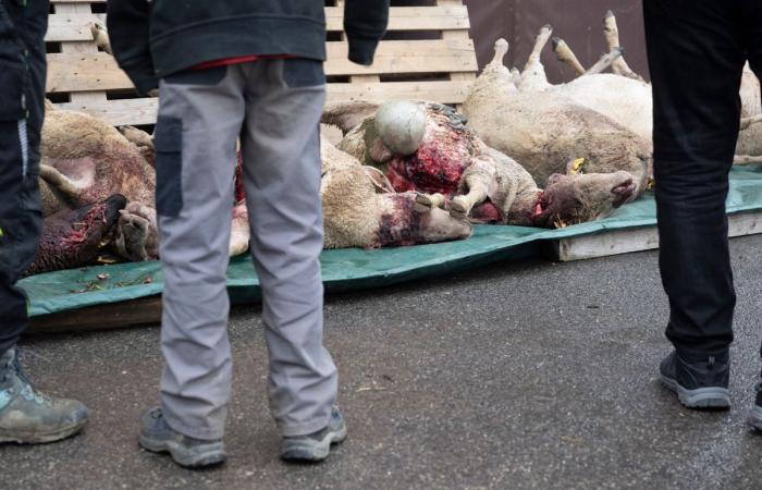 Switzerland: one in three wolves was shot down last year