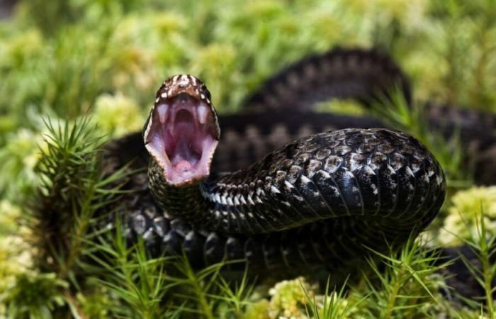 A man bitten hundreds of times by snakes could help scientists create the ultimate antivenin