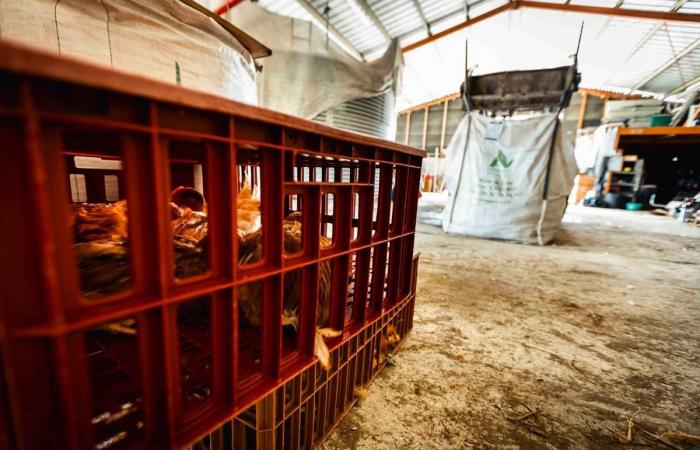 Halfmeal fall in Béarn: “Tennis bullets that fusted” testifies a resident of Lombia where 400 chickens were killed