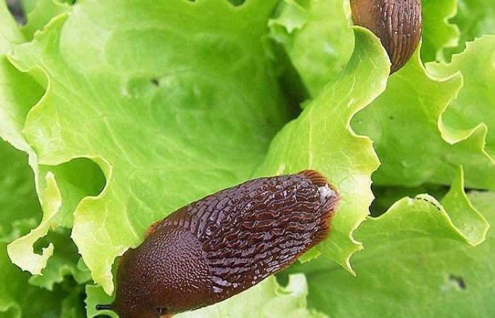 Push the slugs without killing them: 12 methods tested in the garden – RTS.CH