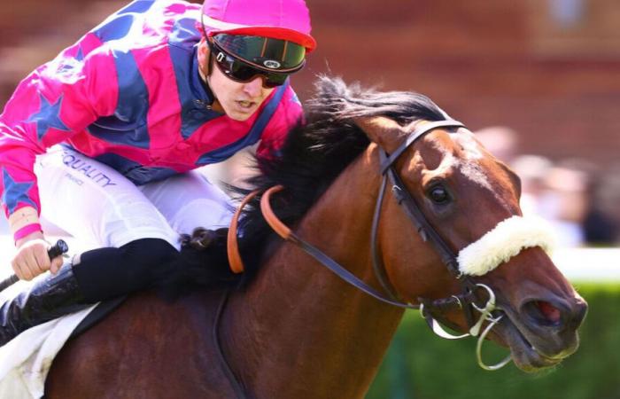 Arrival of the Quinté of Sunday May 4 in Parislongchamp: the day of glory of Ziggy Star and Dorian Provost