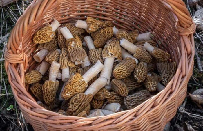 Switzerland: Chinese morel has invaded the market for 5 years