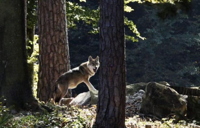 Switzerland: one in three wolves was shot down last year