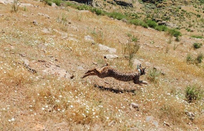 What future for the Iberian lynx, saved from extinction?