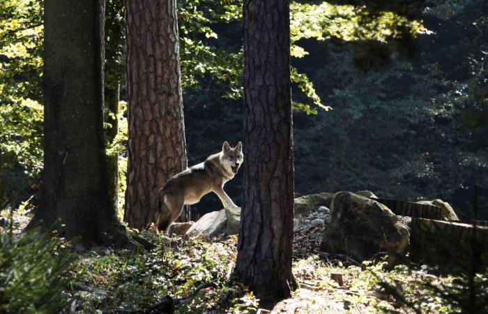 Switzerland: one in three wolves was shot down last year
