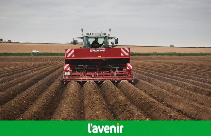 Potato: industrialists give a brake
