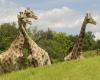 Zoos in the viewfinder of Donald Trump: the American president wants to “clean” animal parks deemed too “wokes”