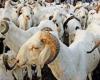 Linguère, the beating heart of the Senegalese sheep, more than 126,000 headed heads