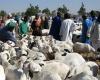 Senegal is looking for 250,000 sheep, mainly in Mali