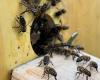 In Saint-Jean, a swarm of exile bees mobilizes firefighters
