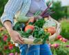 Gardening months a month in 2025: the essential guide for a productive vegetable garden all year round