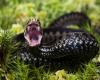 A man bitten hundreds of times by snakes could help scientists create the ultimate antivenin