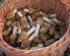 Switzerland: Chinese morel has invaded the market for 5 years