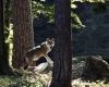 Switzerland: one in three wolves was shot down last year